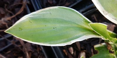 Hosta  'Lady Isobel Barnett'